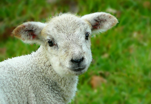 Cute Small Sheep