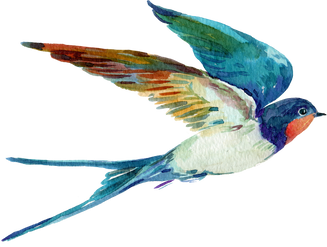 Bird Swallow Watercolor Illustration